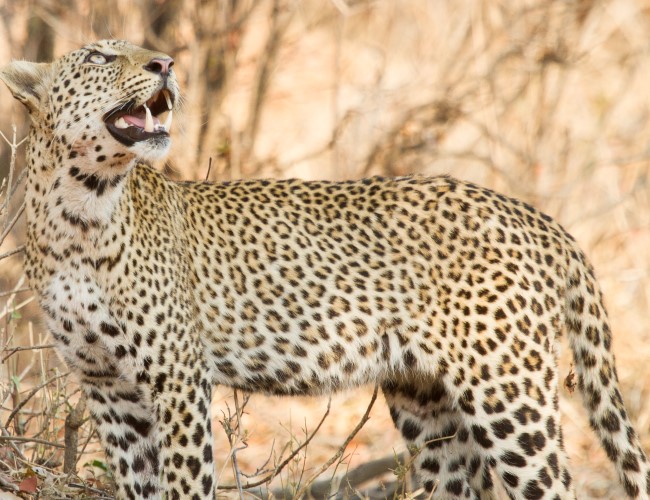 South Luangwa NP